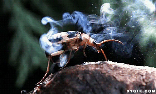 昆虫冒烟动态图片