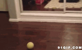 狗狗追球玩动态图片