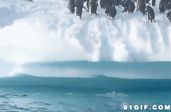 企鹅跳上岸动态图片:企鹅,跳上岸,