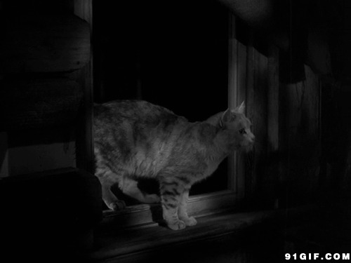 黑夜猫猫跳窗动态图片