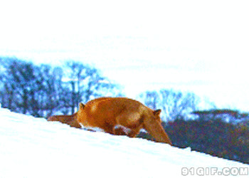 冬天雪地里的狐狸动态图片