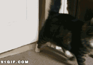 猫猫进门回家搞笑动态图片