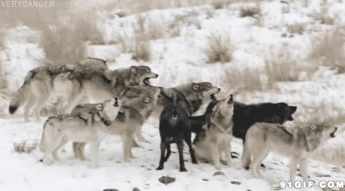 雪地中的狼群动态图片:雪地,狼群