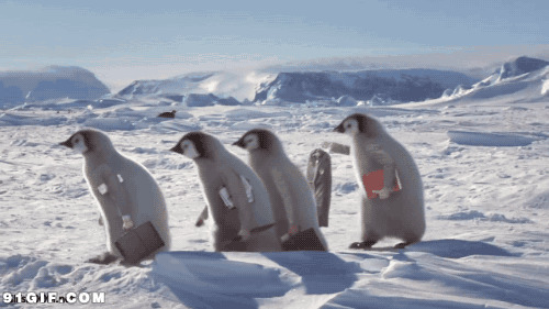 搞笑企鹅搬家动态图片