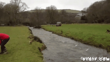 狗狗跳过河动态图片