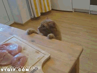猫猫偷吃桌子上的肉动态图片:猫猫,偷吃肉