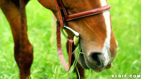 草原马儿吃草动态图片:马儿,吃草