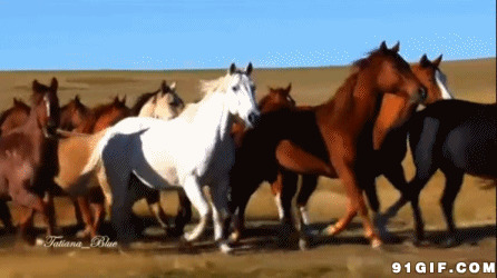 草原上的马群动态图片