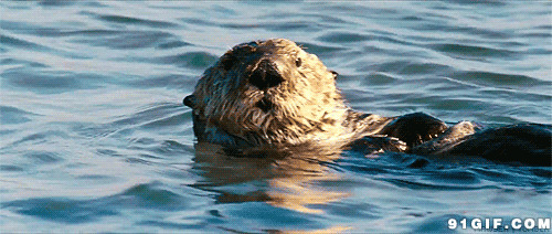 海豹在水中游泳动态图片:海豹,游泳
