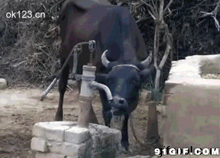 水井旁的黑牛动态图片