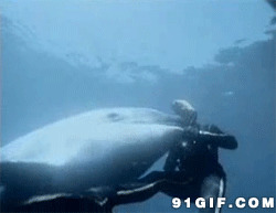 潜水员喂鲨鱼动态图片