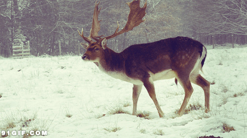 雪地里的长脚鹿搞笑动态图片