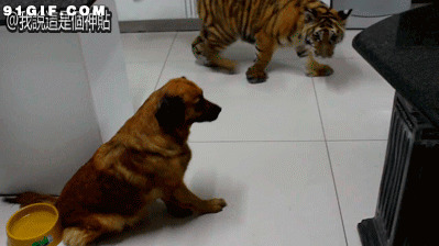 老虎与狗狗的战争图片