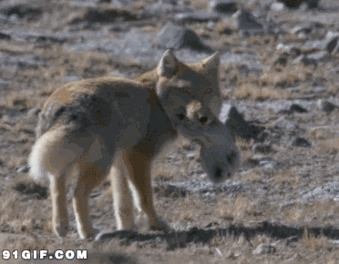 戈壁荒漠里的动物扑食搞笑动态图片