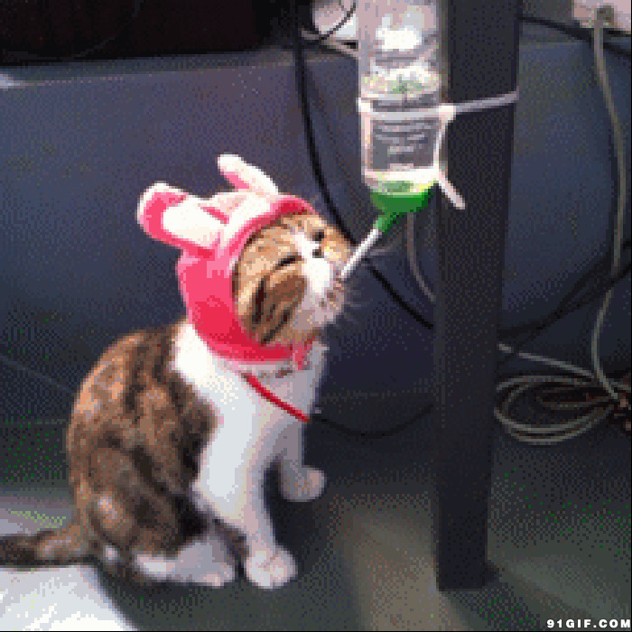 恶搞猫猫喝水动态图片:恶搞,猫猫,喝水
