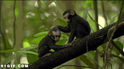树上的两只可爱的小猴子搞笑动态图片