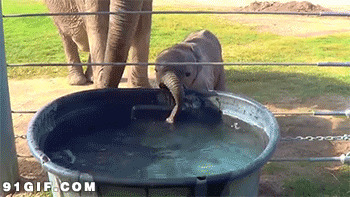 动物园里的小象喝水搞笑动态图片