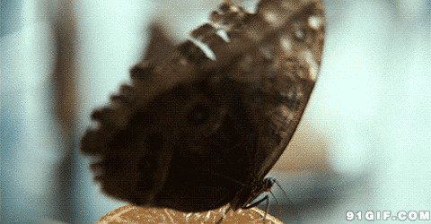 蝴蝶摆动翅膀动态图片