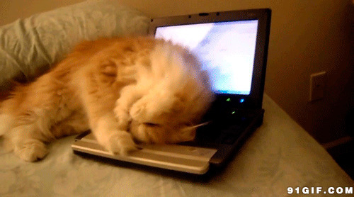 猫猫趴在电脑上撒娇图片