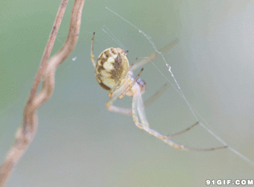 蜘蛛织网图片:蜘蛛