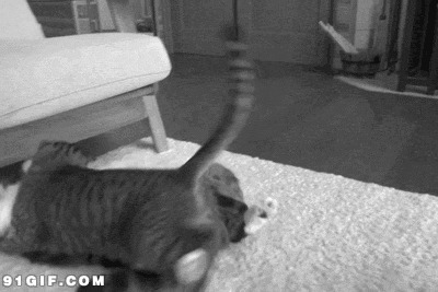 两只公猫打架图片