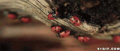 可爱的小瓢虫图片:小虫,动物