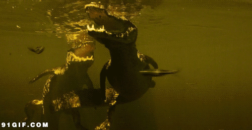 水里的鳄鱼搞笑动态图片