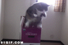 箱子里的小猫搞笑动态图片