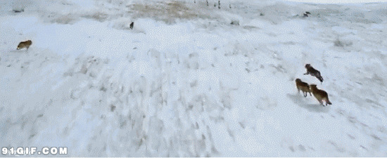 雪地上奔跑的狼群图片