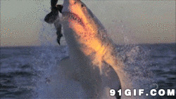 鲨鱼捕食鲸鱼图片:鲨鱼,扑食,鲸鱼