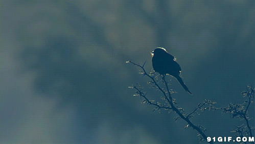 寒冬树枝上的小鸟鸣叫图片