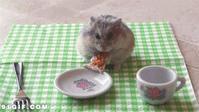 仓鼠吃东西gif图片