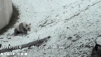 熊猫搞笑视频图片