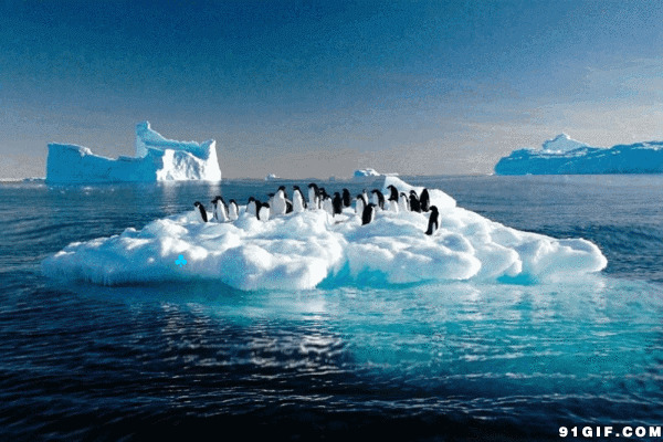 南极冰川上的企鹅图片:企鹅