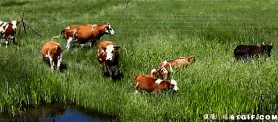 草地里吃草的牛群图片