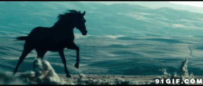 山间奔跑的马图片:马