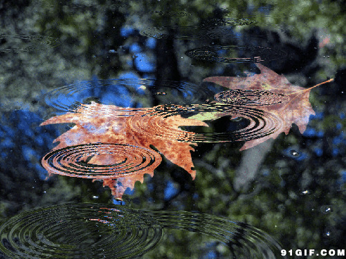 水起涟漪与落叶图片:落叶,风景