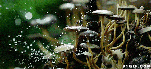 水滴在蘑菇上图片
