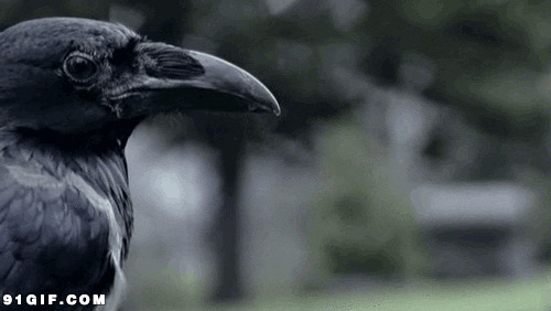 黑乌鸦头像图片:乌鸦,
