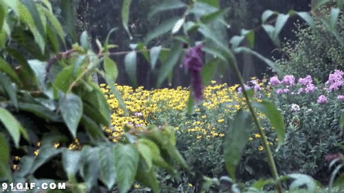 雨中的花草动态图片:雨