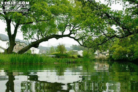 唯美大树湖水中的倒影图片:湖水,风景