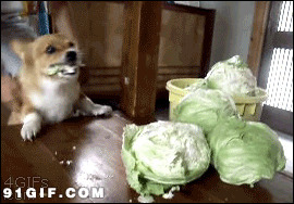 狗狗吃包菜图片