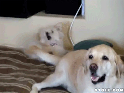超萌的两只狗狗图片:狗