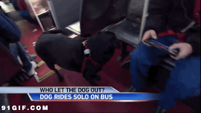 会坐公交车的狗狗图片