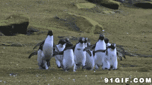 企鹅跳跃动态图片:企鹅,跳跃,