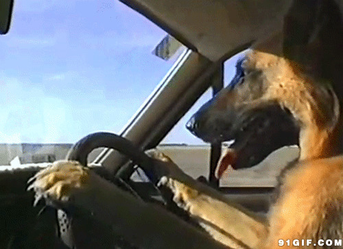 狗狗开汽车动态搞笑图片:狗狗,开汽车,