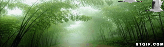 雨林中飞鹤图片:雨林,风景