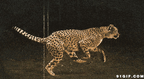 狂奔的猎豹图片:猎豹,动物