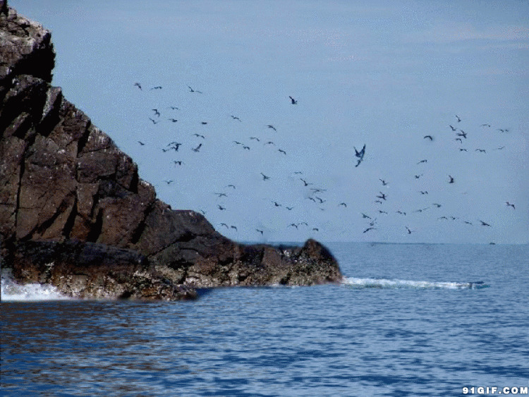 海边飞翔的海鸥图片