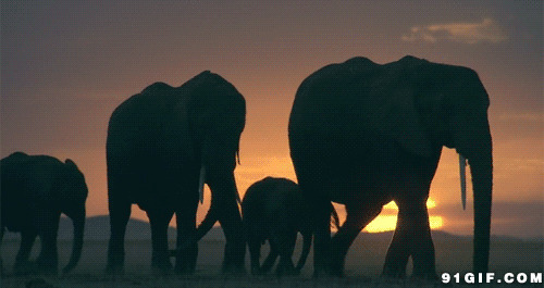 黄昏下走过大象群图片:大象